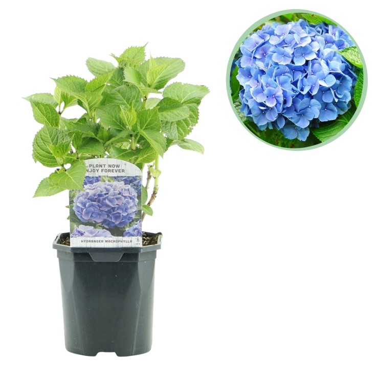Hortensia Blue x1