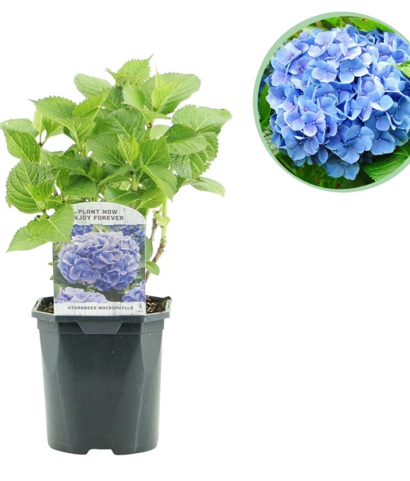 Hortensia Blue x1