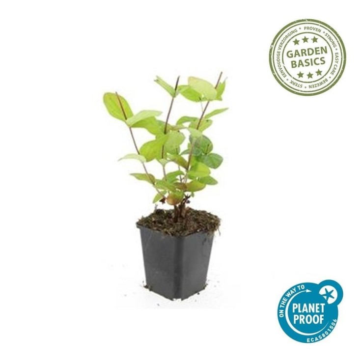 Millepertuis inodore 'Beauty' -  6