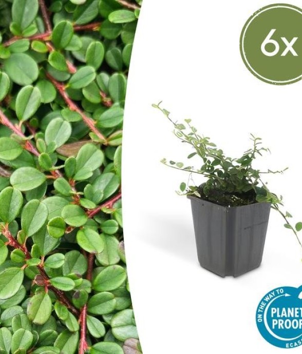 Cotonéaster de Dammer...