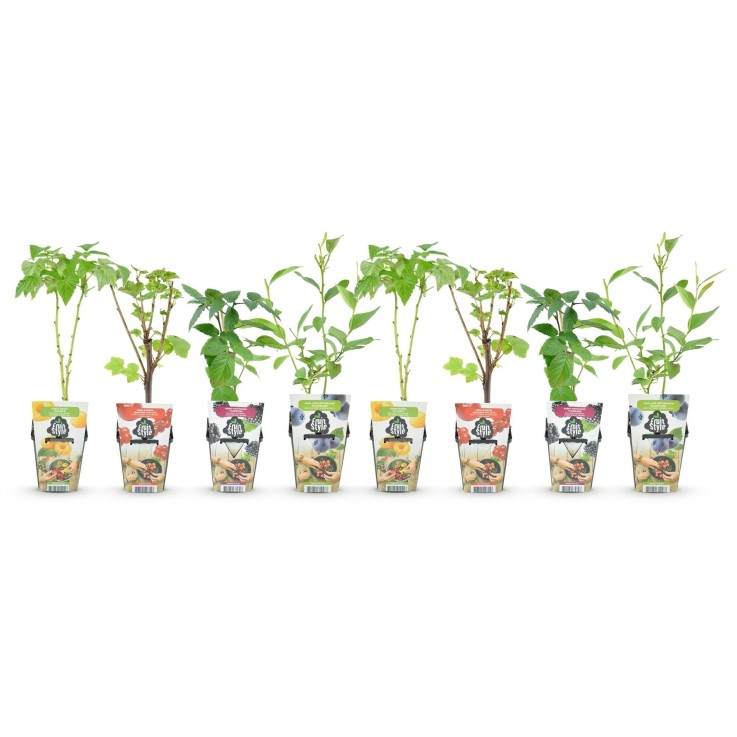 Plantes de baies Rainbow x8