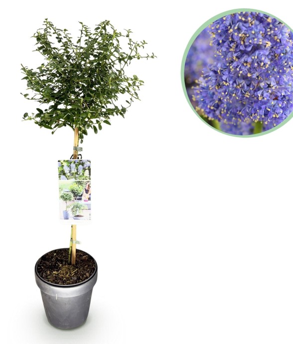 Ceanothe thyrsiflorus Repens