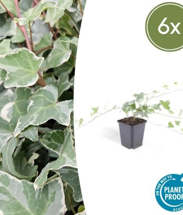 Lierre commun 'Glacier' -  60