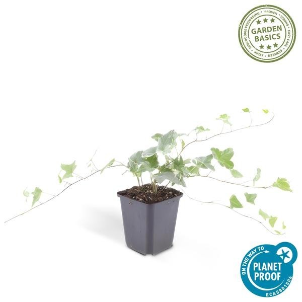 Lierre commun 'Glacier' -  60