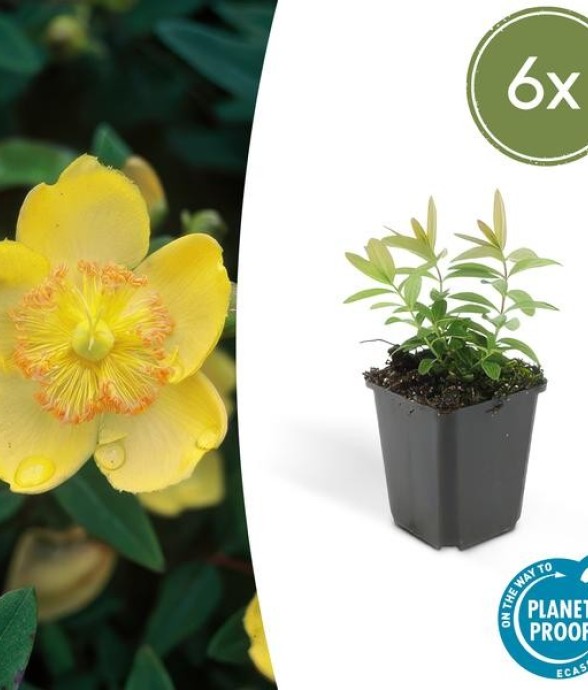 Millepertuis à grandes...