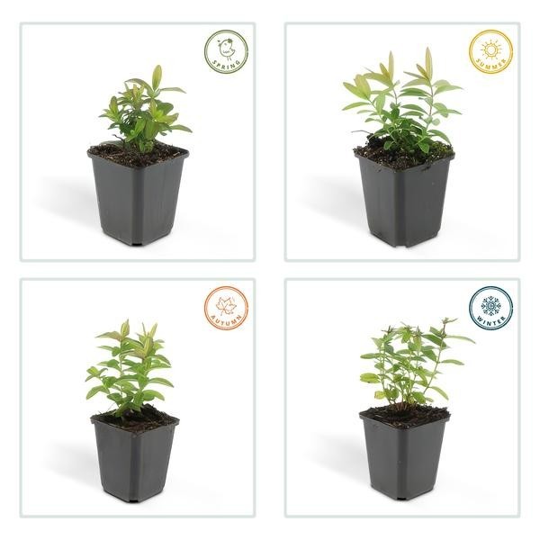 Millepertuis à grandes fleurs -  12