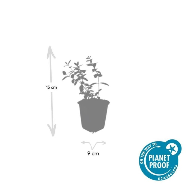 Millepertuis 'Peter Dummer' -  12