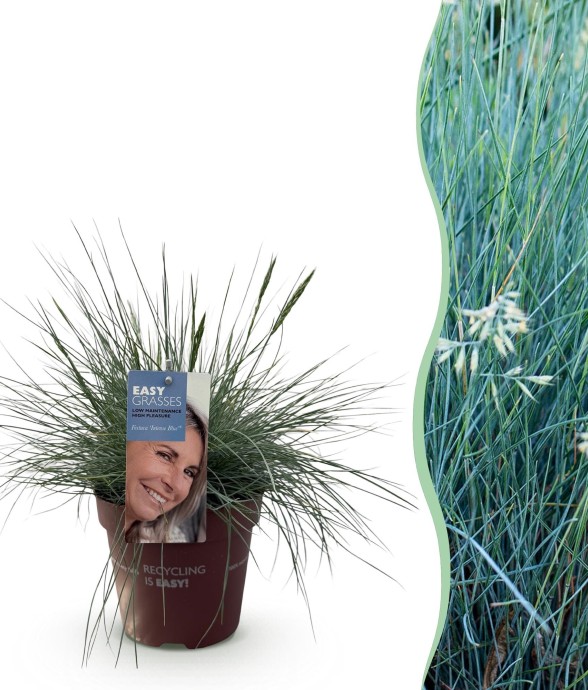 Fetuque bleue Intense x1