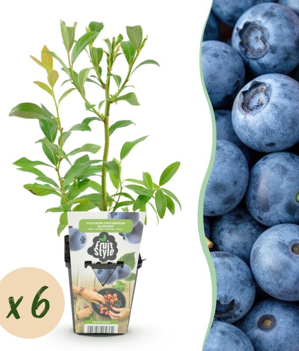 Myrtillier Bluegold x6