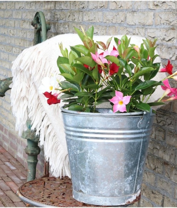 Dipladenia rose x6