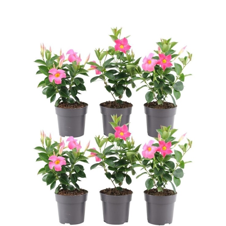 Dipladenia rose x6