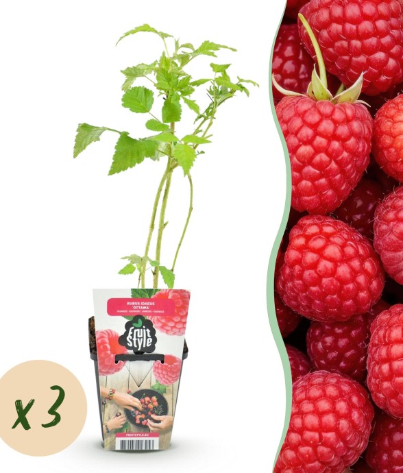 Framboisier Ottawa x3