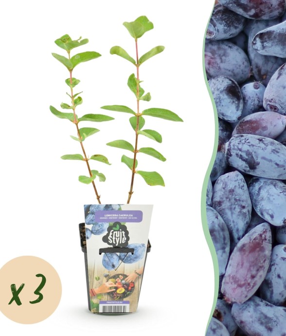 Chèvrefeuille comestible...