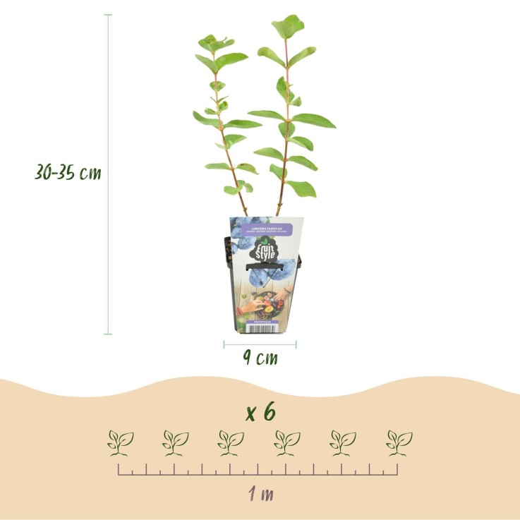 Chèvrefeuille comestible Kamtschatica x3