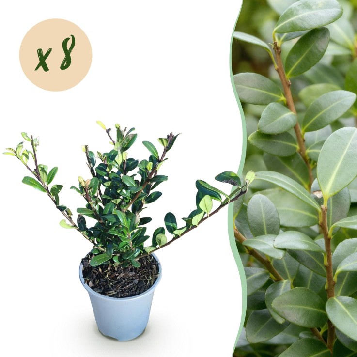 Houx Ilex crenata x8