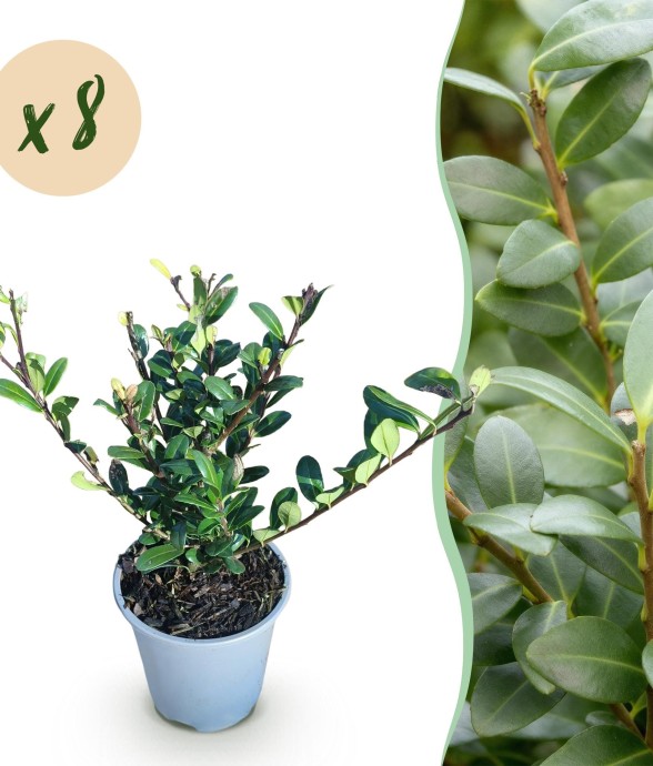 Houx Ilex crenata x8