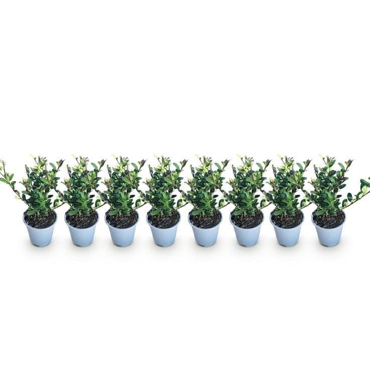 Houx Ilex crenata x8