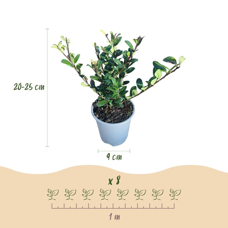 Houx Ilex crenata x8