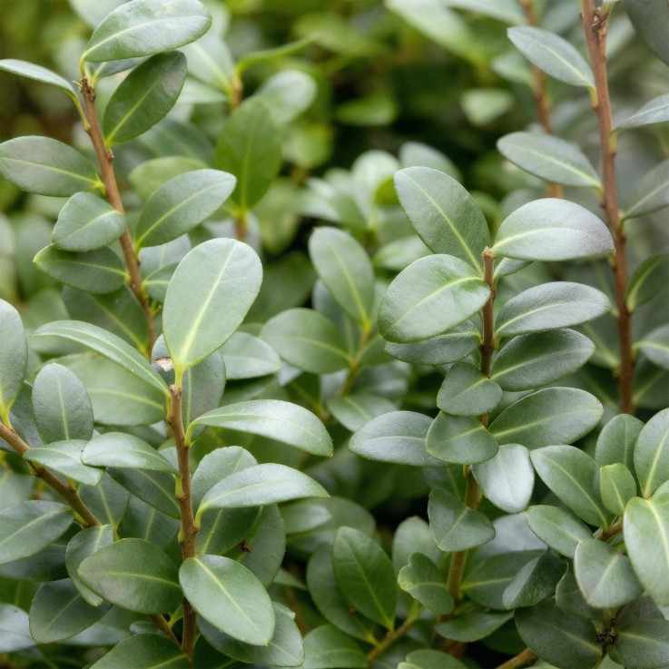 Houx Ilex crenata x8