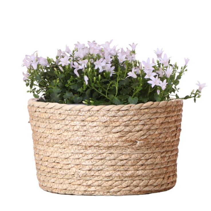 Campanula blanche en panier de roseaux avec système d'arrosage