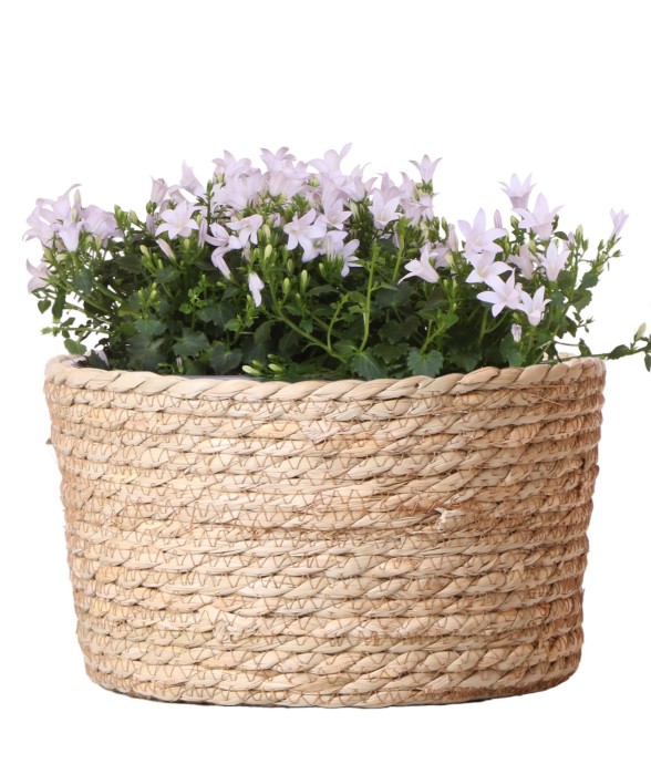 Campanula blanche en panier...