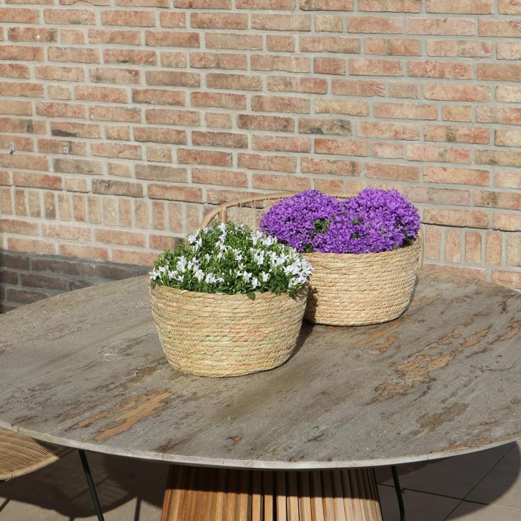 Campanula blanche en panier de roseaux avec système d'arrosage