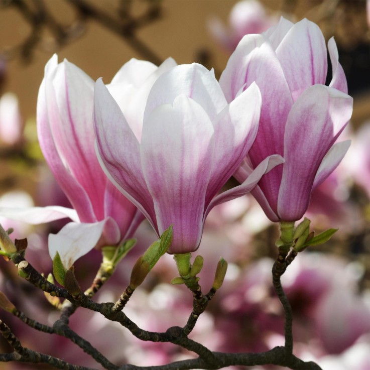 Magnolia soulangeana x3