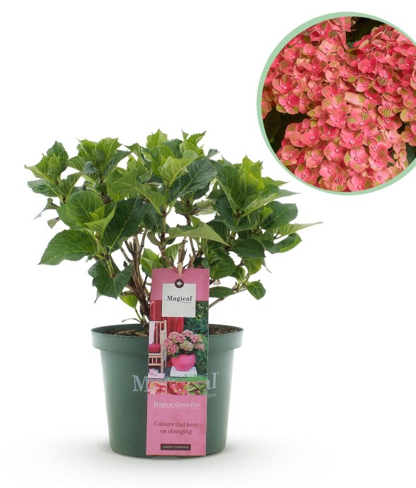 Hortensia oranger Fire