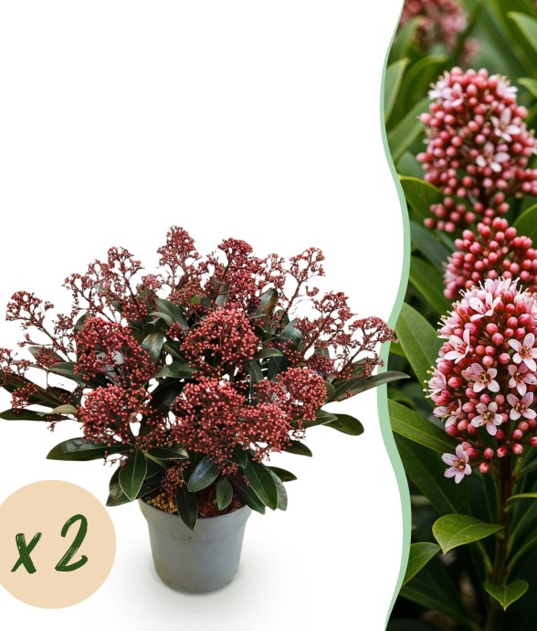 Skimmia japonica Rubella x2