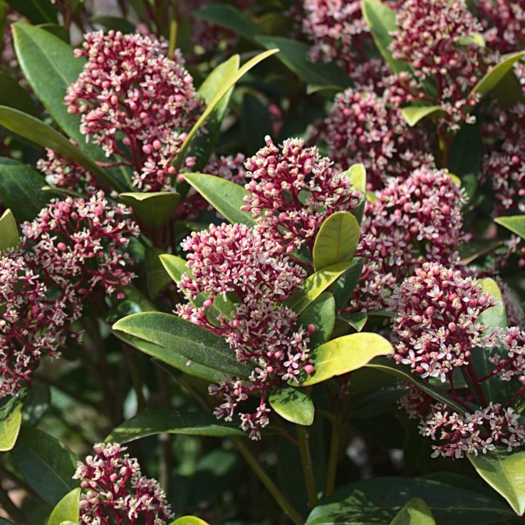 Skimmia japonica Rubella x2