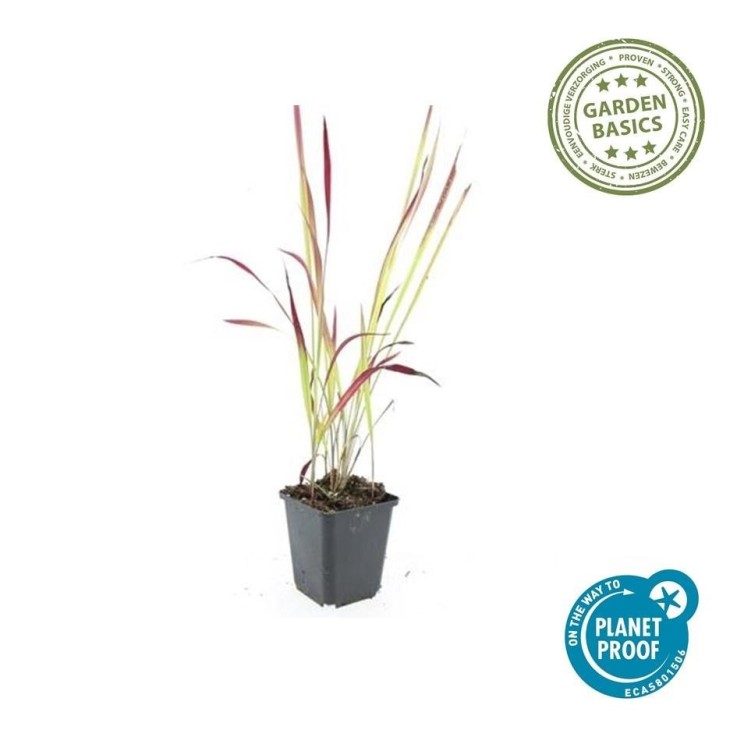 Imperata Herbe sanglante 'Red Baron' -  6