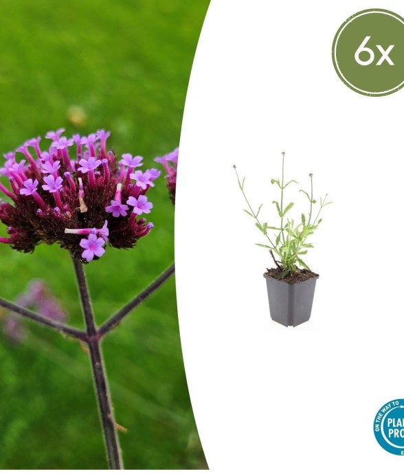 Verveine de Buenos Aires...