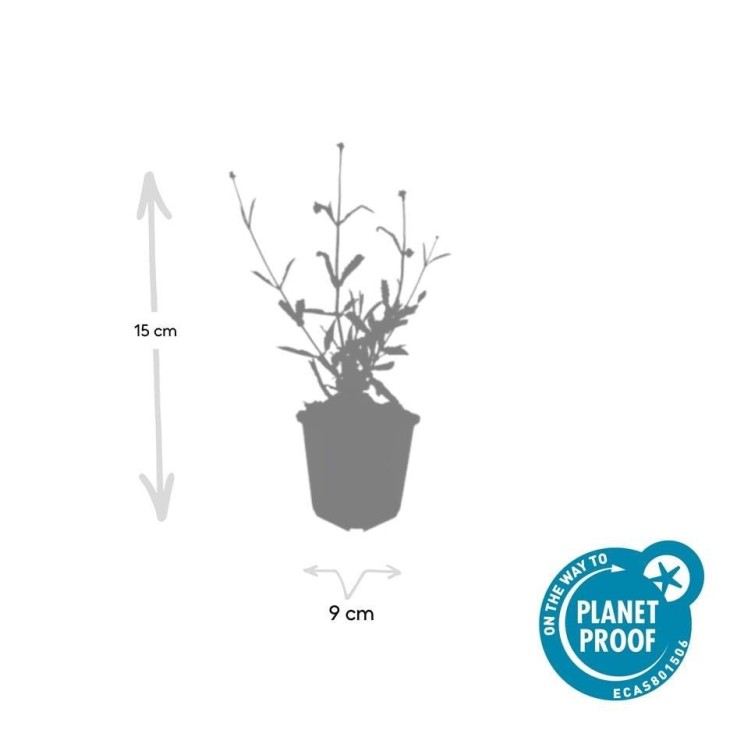 Verveine de Buenos Aires 'Lollipop' -  6