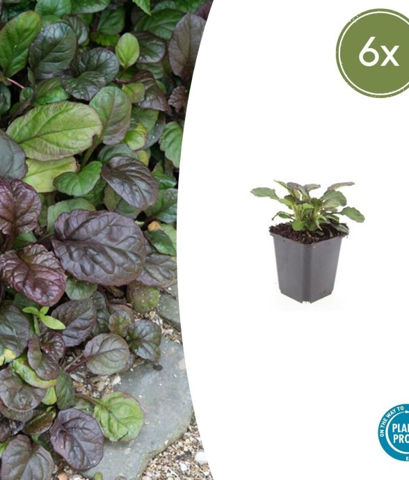 Bugle rampant 'Catlin's...