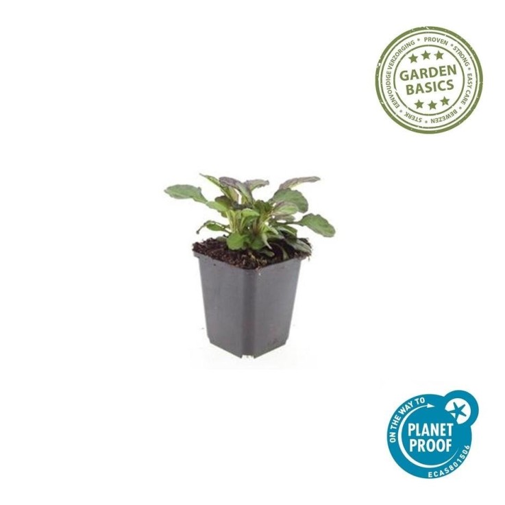 Bugle rampant 'Catlin's Giant' -  12