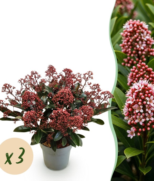 Skimmia japonica Rubella x3