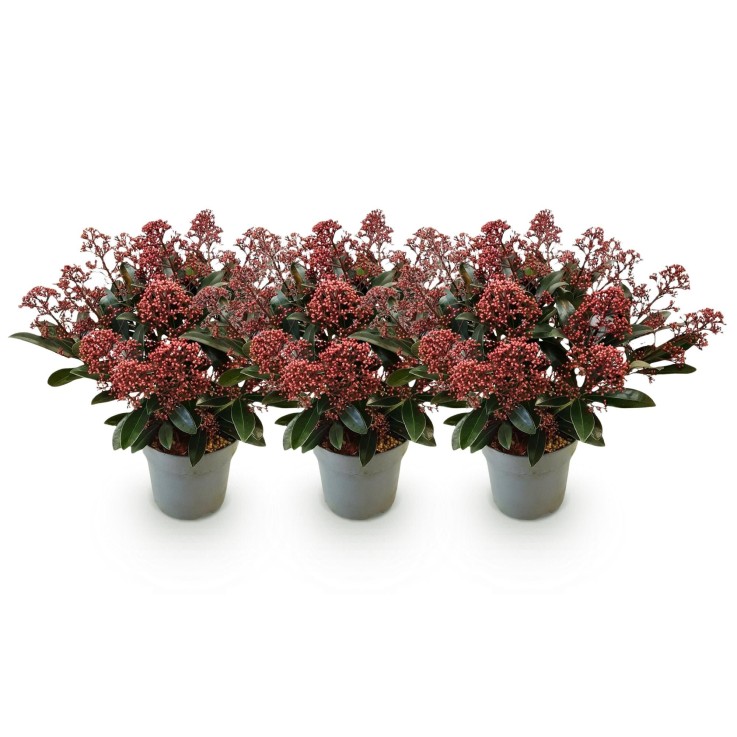 Skimmia japonica Rubella x3