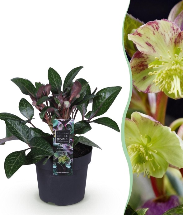 Hellébore livida Purple...