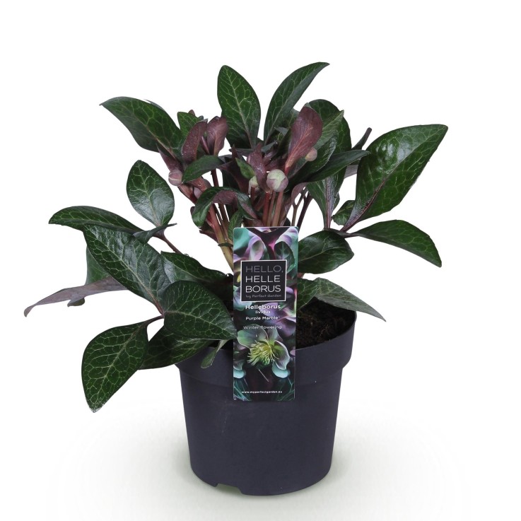 Hellébore livida Purple Marble en pot