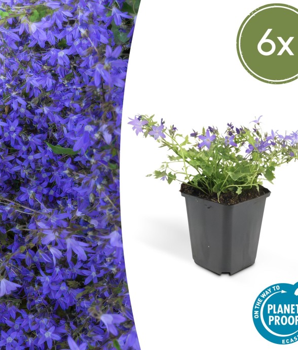 Campanule des murs 'Stella'...