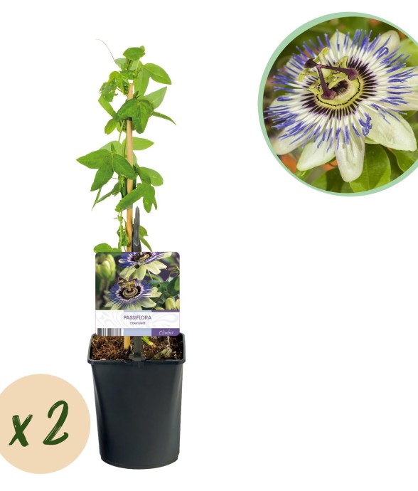 Passiflore caerulea x2