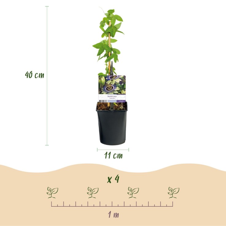 Passiflore caerulea x2