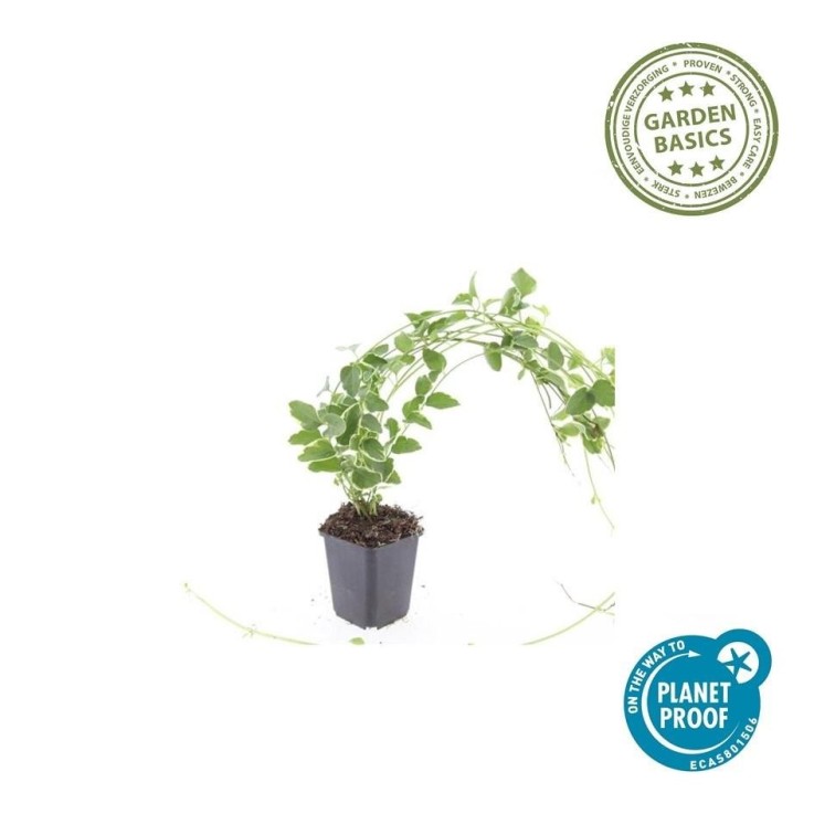 Grande Pervenche 'Variegata' -  12