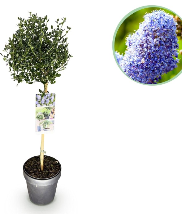 Ceanothe impressus Victoria...