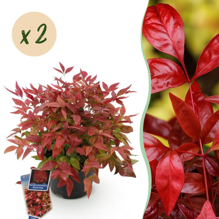 Nandina Blush Pink x2