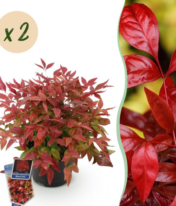 Nandina Blush Pink x2