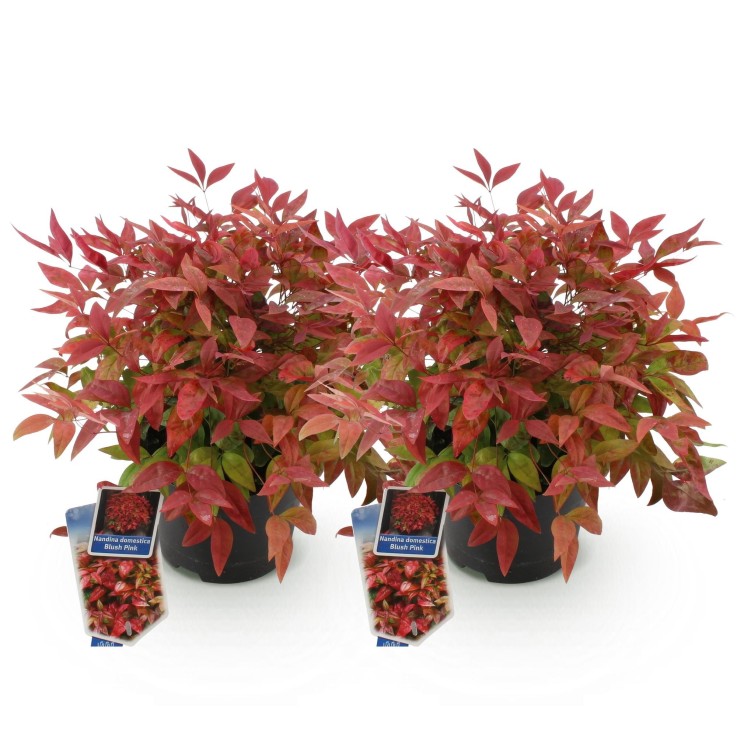 Nandina Blush Pink x2