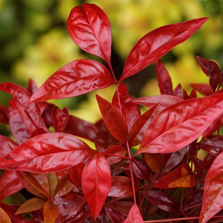 Nandina Blush Pink x2