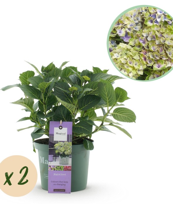 Hortensia Jewel Blue x2
