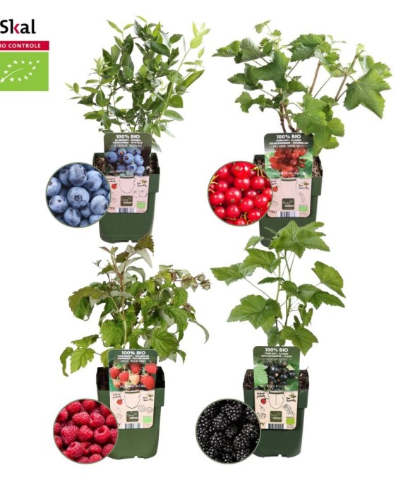 Plantes Fruitières x4